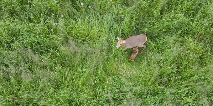 Was mit blossen Augen und während des Mähens schwierig zu sehen ist, entdeckt eine Drohne schnell. Rehkitzrettung