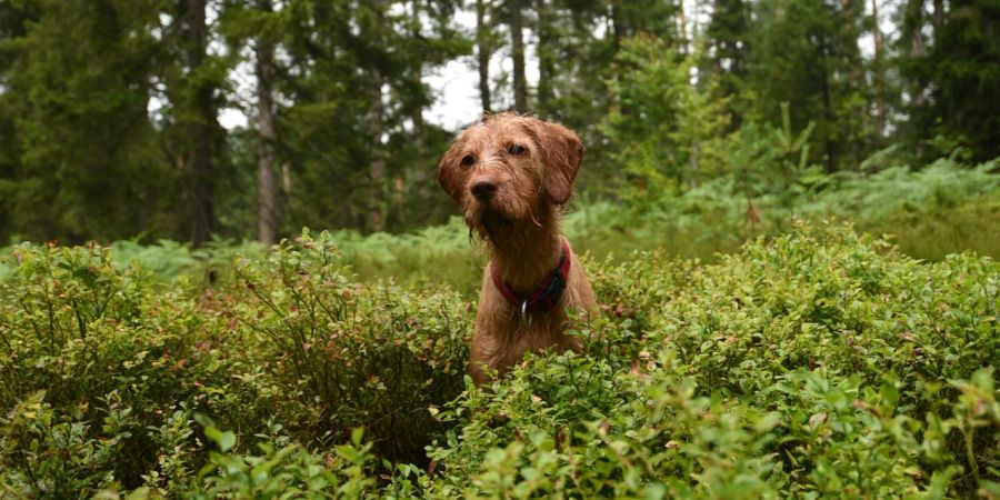 Hund im Wald