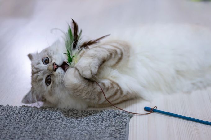 Mit Spielen lassen sich die meisten Katzen gut beschäftigen. Katze, Feder