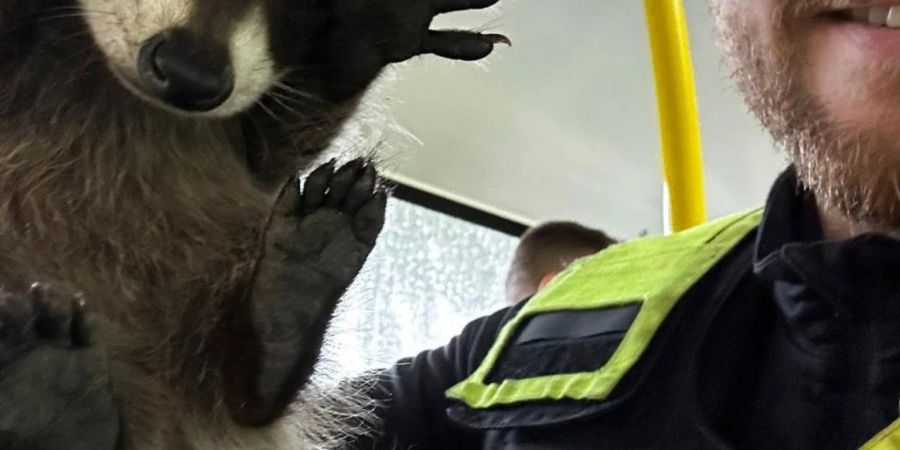 Ein Polizist hält den kleinen Waschbären in einem Bus in die Kamera.