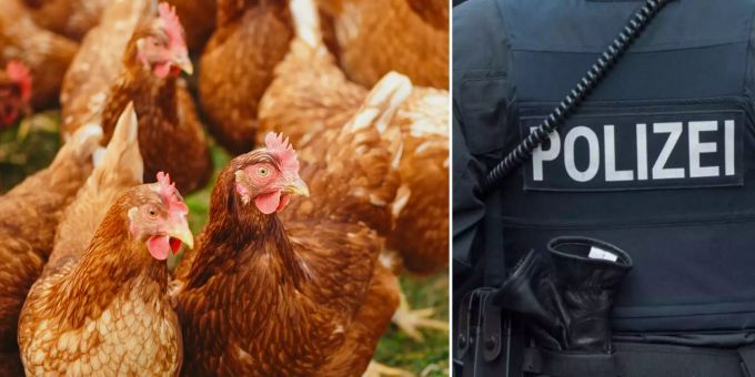 In Deutschland helfen Hühner dabei, die Person, die sie misshandelte, zu überführen.