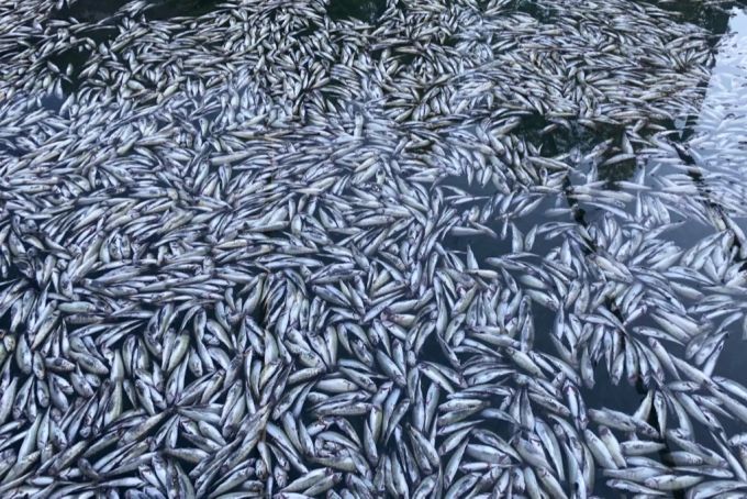 Tausende Fische verendeten 2020 im Blausee. (Archivbild) Blausee