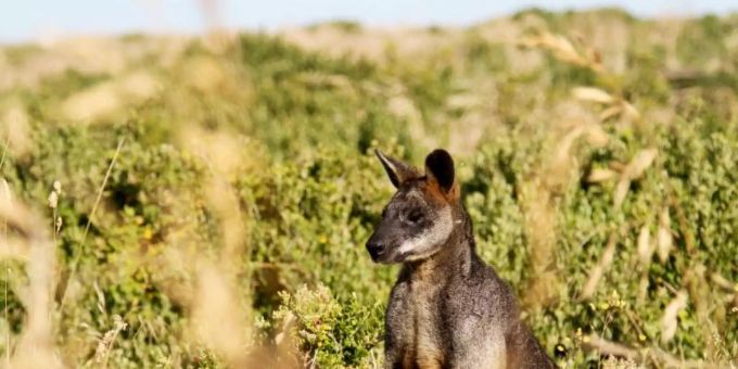 Seit mehr als zehn Jahren lebt ein Känguru auf einem Bauernhof in Waghäusel. Foto: Bernhard Krieger/dpa-tmn/Symbolbild Seit mehr als zehn Jahren lebt ein Känguru auf einem Bauernhof in Waghäusel. Foto: Bernhard Krieger/dpa-tmn/Symbolbild