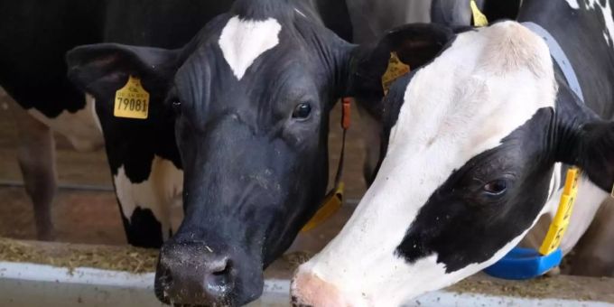 Ab Januar wollen grosse Lebensmittelhändler auch auf ihren Milch- und Molkereiprodukten die Haltungsform der Tiere angeben. Foto: Sebastian Willnow/dpa-Zentralbild/dpa Ab Januar wollen grosse Lebensmittelhändler auch auf ihren Milch- und Molkereiprodukten die Haltungsform der Tiere angeben. Foto: Sebastian Willnow/dpa-Zentralbild/dpa