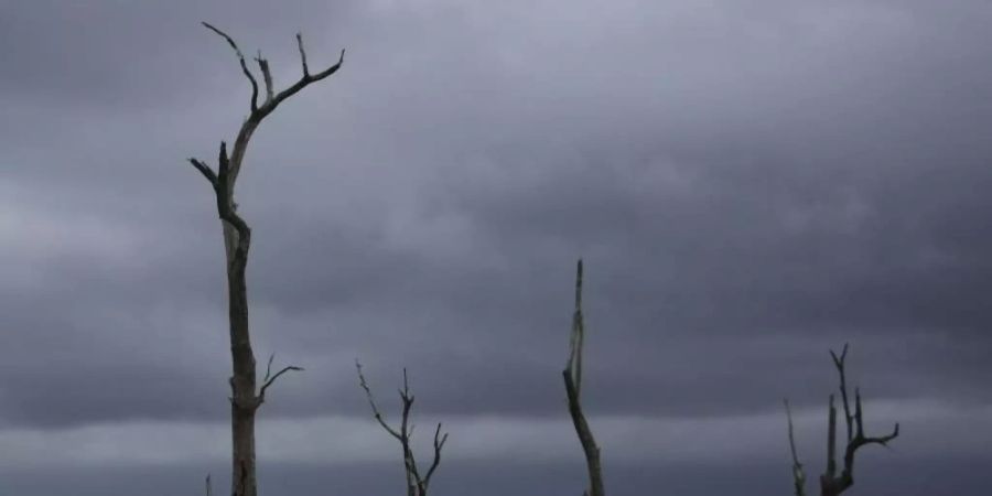 Auf der UN-Klimakonferenz COP26 im schottischen Glasgow wird eine Initiative von 100 Staaten vorgestellt, die bis 2030 die Zerstörung von Wäldern und anderen Landschaften stoppen wollen. Foto: Jessie Wardarski/AP/dpa