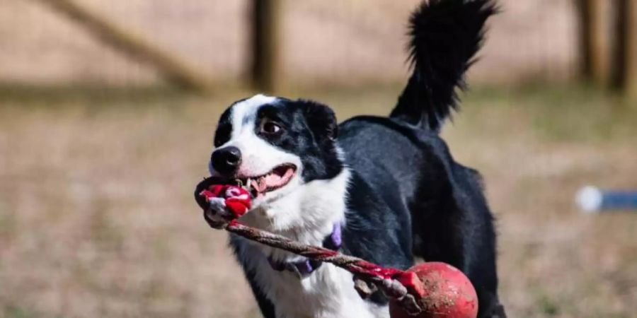 Ein Hund läuft mit einem Spielzeug im Maul. Manche Hunde können sich Wörter über sehr lange Zeit merken. Foto: Eötvös Loránd University/dpa