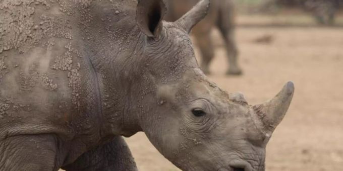 Jedes Jahr sterben in Afrika Hunderte Nashörner wegen ihres Horns. Breitmaulnashorn