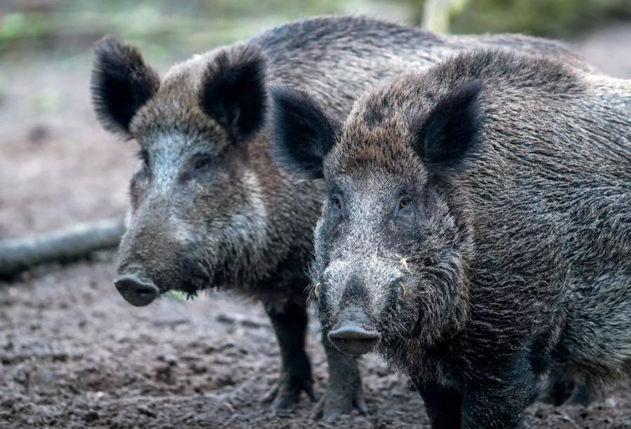 wildschweine shakira