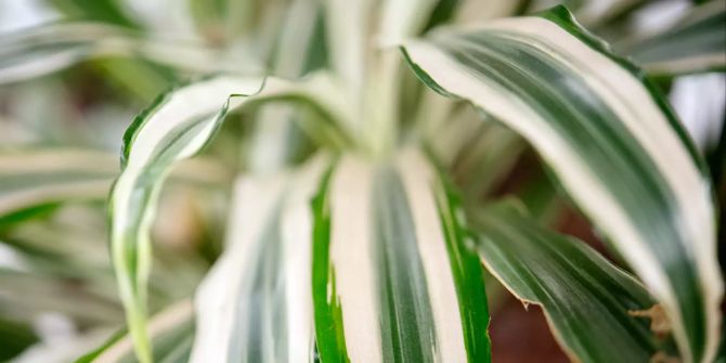 Blätter Drachenbaum weiss grün