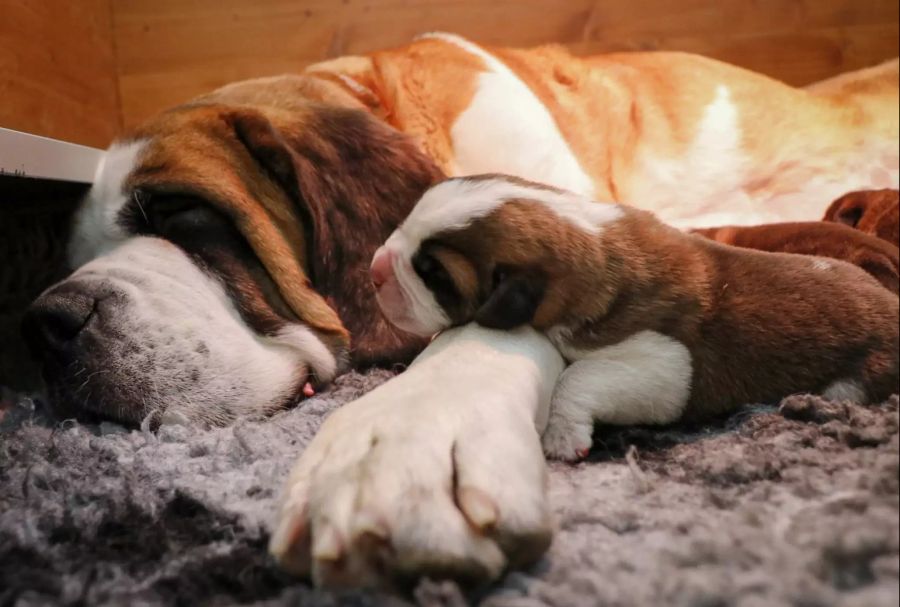 Hündin «Roxy» kuschelt mit ihren Welpen.