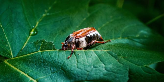 Maikäfer fressen fliegen