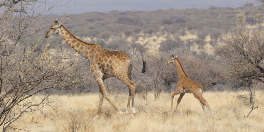 In Namibia ist dises Giraffenbaby (r) ohne Flecken in freier Wildbahn gesichtet worden.