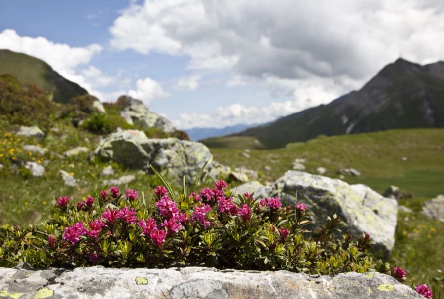 Weisstannental, Wandern, Tal