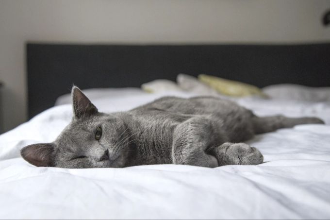 Bei einer frühzeitigen Behandlung stehen die Besserungschancen gut. Katze