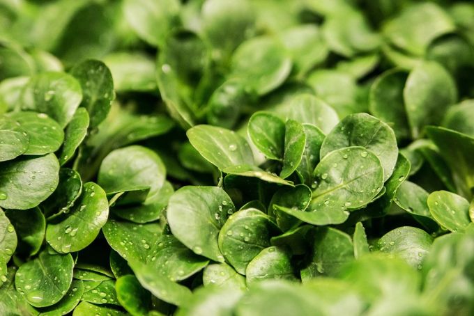 In Schrebergärten lassen sich viele verschiedene Pflanzen anbauen. Salat