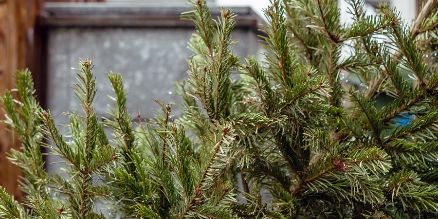 Ein Christbaum vor einer Mülltonne. (Symbolbild)