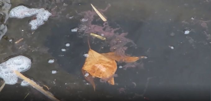 Rote Schlieren zieren derzeit den Zürichsee. Zürichsee