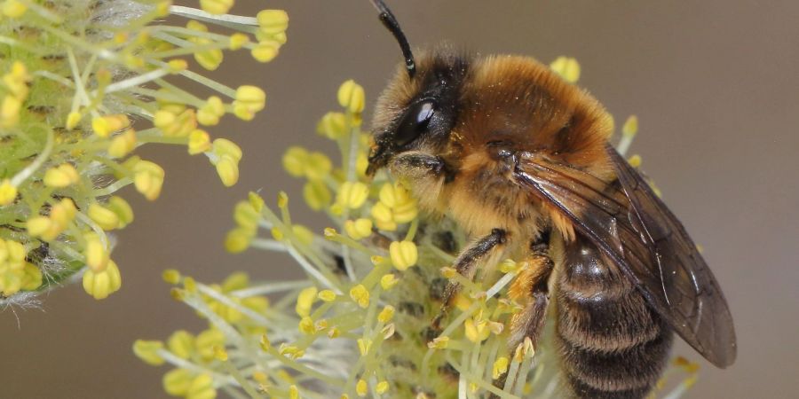 Ein Weibchen der Frühlings-Seidenbiene (Colletes cunicularius) im Blütenstand einer Weide.