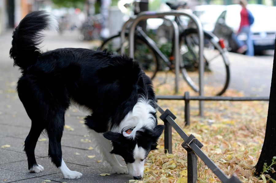 Hund Nase Kot Aufspüren