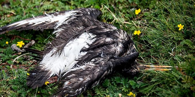 Zwei Wildvögel - Erste Vogelgrippe-Fälle im Kanton Baselland