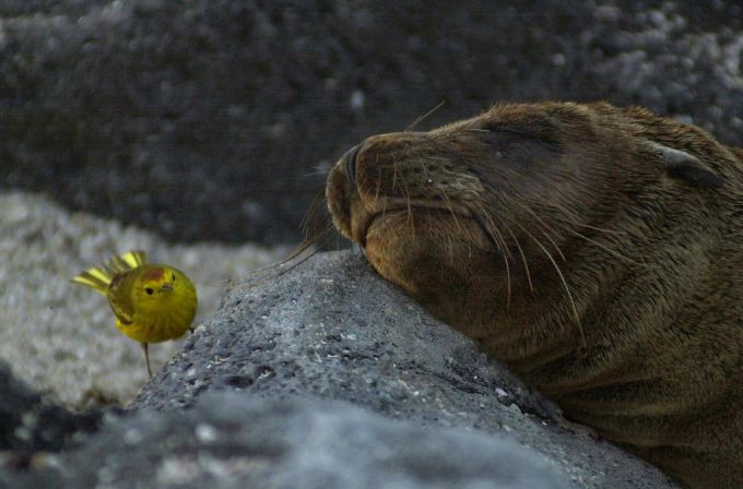 Auf den Galapagosinseln leben viele seltene Vögel. Galapagso