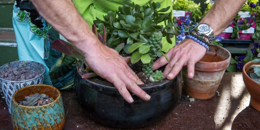 Kaktus Hände Pflanze Blumentopf Erde Umtopfen