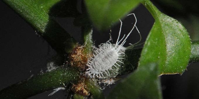 Wollläuse siedeln sich gerne im Winter an Zimmerpflanzen an. Wolllaus weiss Pflanze Blatt