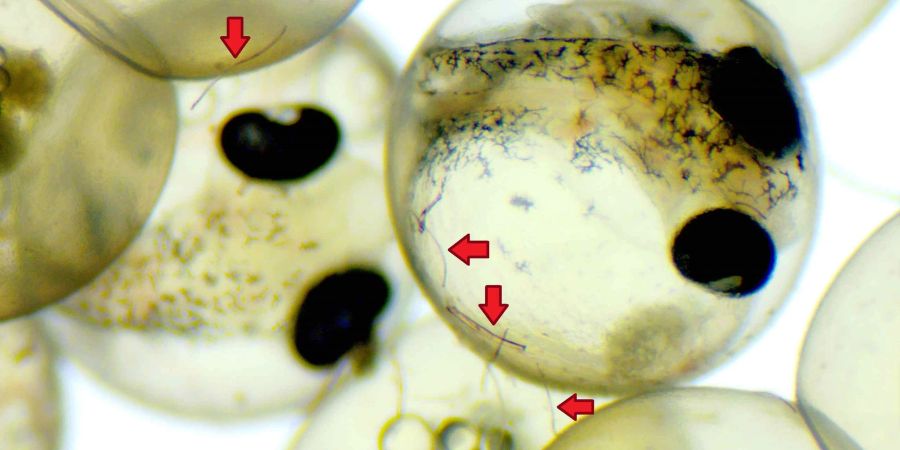 Fisch-Embryonen entwickeln sich trotz anhaftender Mikroplastikfasern (Pfeile) unbeschadet.