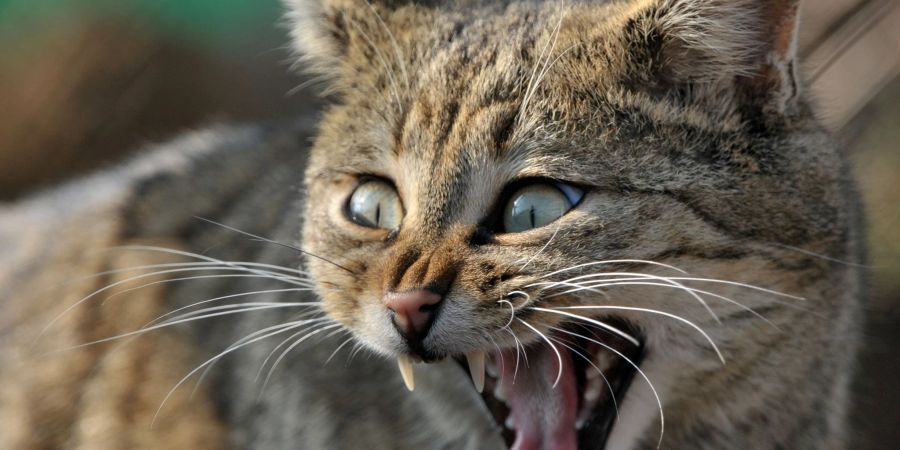 Der grösste Feind der Wildkatze? Ausgerechnet der zahme Kuschelkater, der Deutschen liebstes Haustier.
