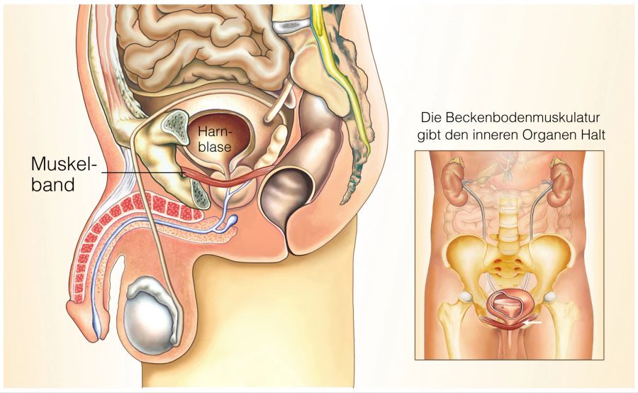 Beckenbodenmuskulatur beim Mann