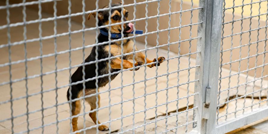 Ein Hund steht in seiner Box im Tierheim Nürnberg. Haustiere aus der Corona-Zeit bevölkern die Tierheime.