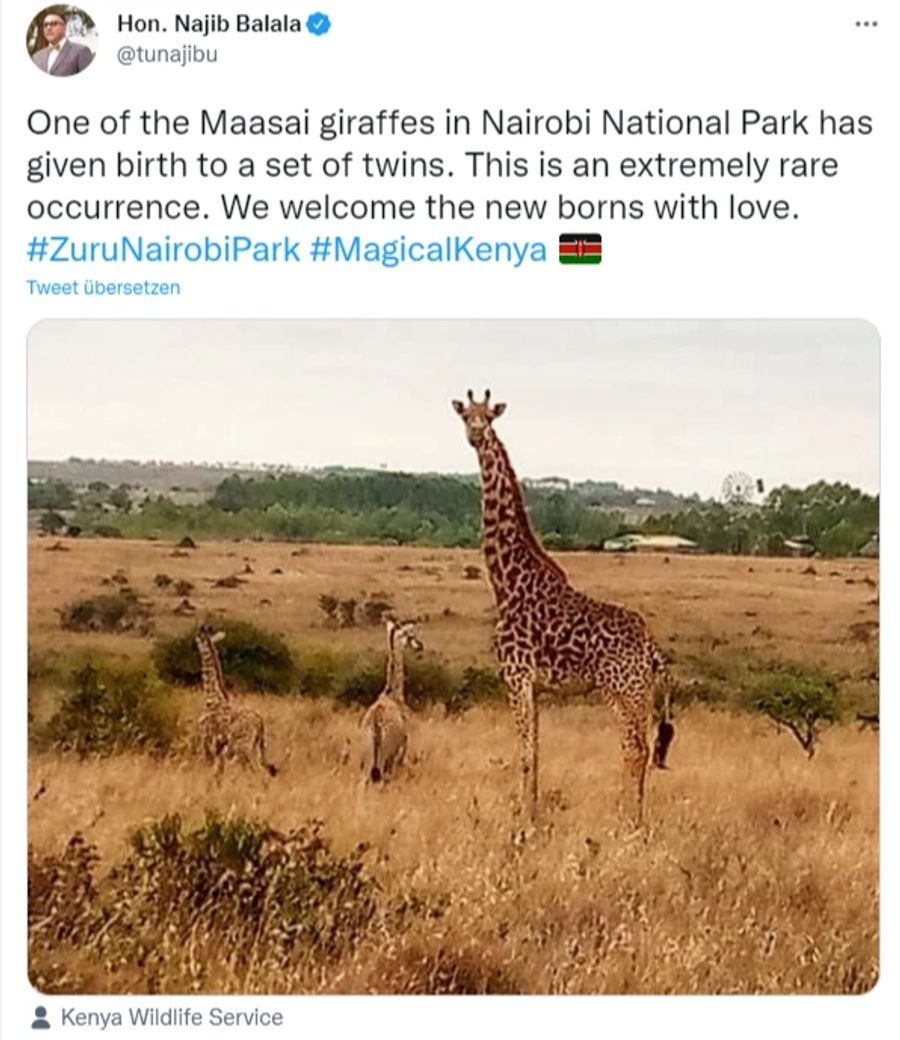 Nairobi Giraffen