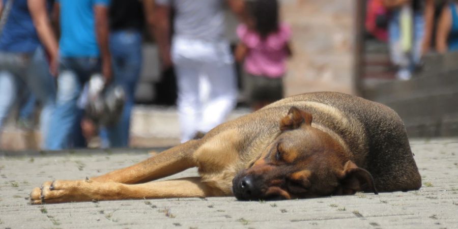 Hund Strasse Menschen Schlaf