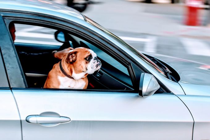 Das beste Reisemittel für den Hund: das Auto. Auto Mops Hund unterwegs