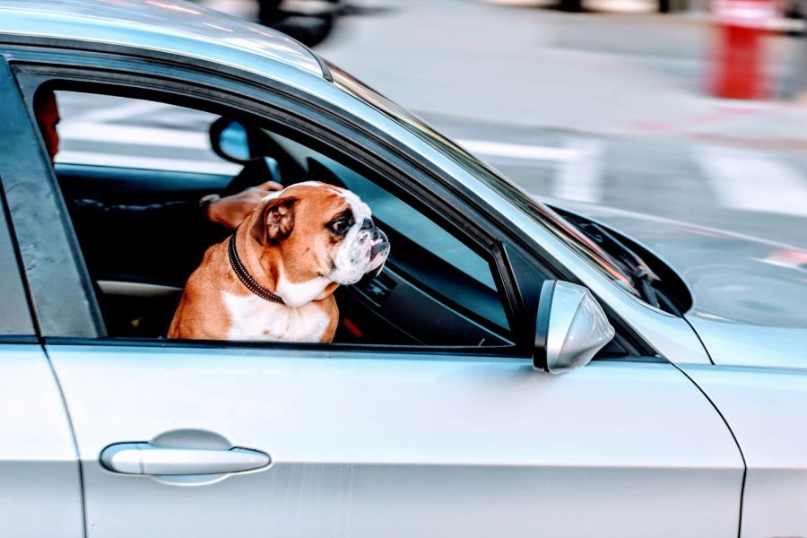 Auto Mops Hund unterwegs