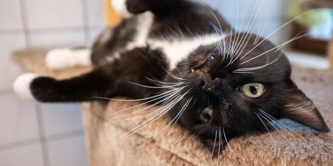 Überfüllung und gestiegene Heizkosten machen den Tierheimen zu schaffen. Überfüllung und gestiegene Heizkosten machen den Tierheimen zu schaffen.
