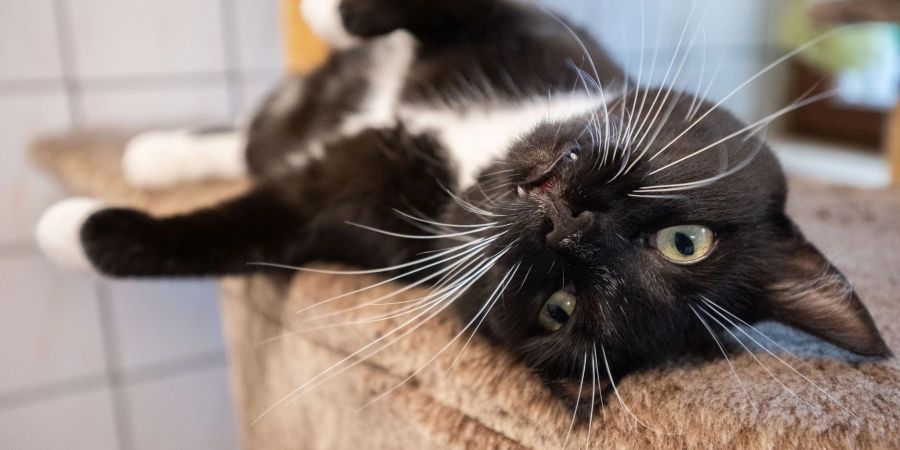 Überfüllung und gestiegene Heizkosten machen den Tierheimen zu schaffen.