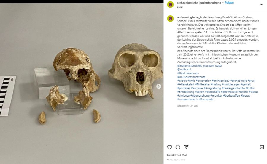 Auch nicht-menschliche Gebeine, wie hier Überreste eines mittelalterlichen Affenschädels, werden auf dem Instagram-Kanal präsentiert.