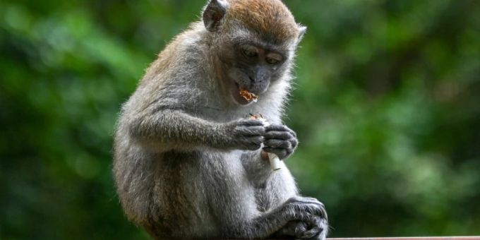 Affe kaut Tabak aus Zigarette Affe kaut Tabak aus Zigarette