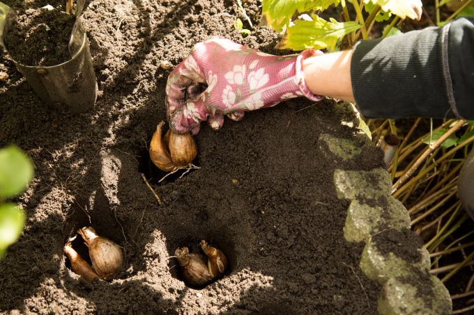 Blumenzwiebeln sollten Tierhalter so tief in die Erde setzen, dass ihre Schützlinge diese nicht ausgraben und daran knabbern können. Erde Blumenziebeln Handschuhe Beet