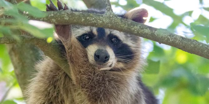 Waschbären im Tierpark Weihermätteli