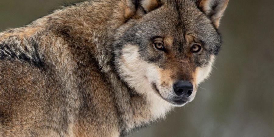 Der Kanton Glarus lässt einen Einzelwolf erlegen, der innert vier Monate 15 Nutztiere gerissen haben soll. (Symbolbild)
