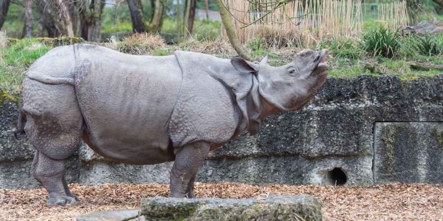 panzernashorn good news