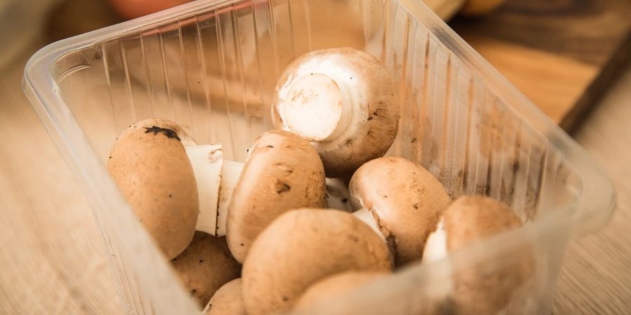 Champignons braun Sporen Plastikbehälter