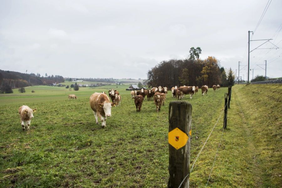 Hier führt ein Wanderweg an einer Kuhweide vorbei.