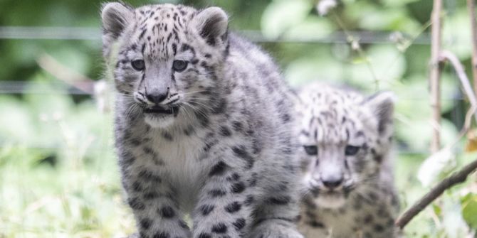 zoo zürich