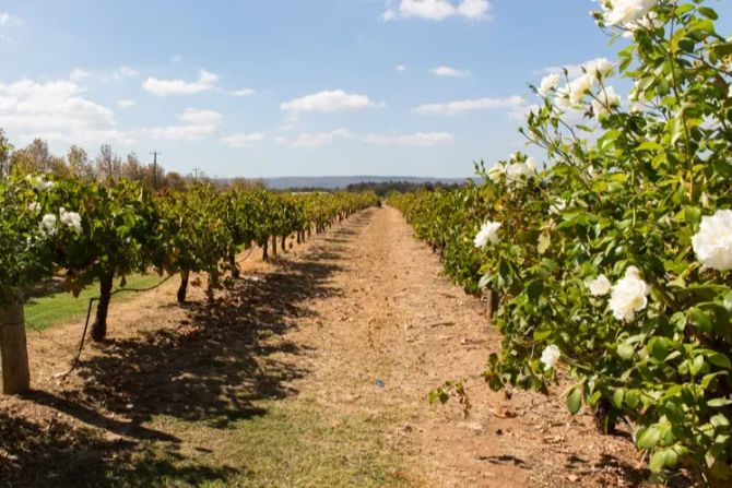 Weinberg Blüte Weinreben Tasmanien