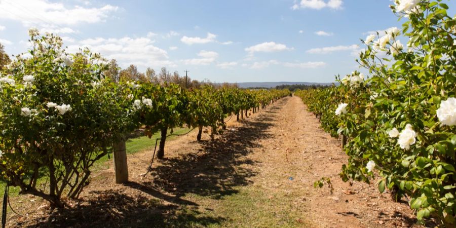 Weinberg Blüte Weinreben Tasmanien