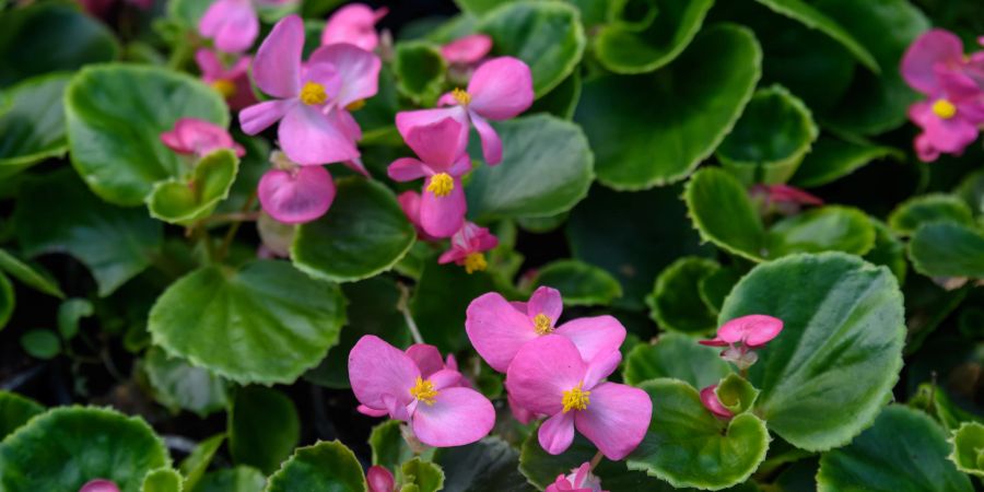 Begonien sind eine farbenfrohe Wahl für den Schattengarten und gedeihen auch in Töpfen gut.