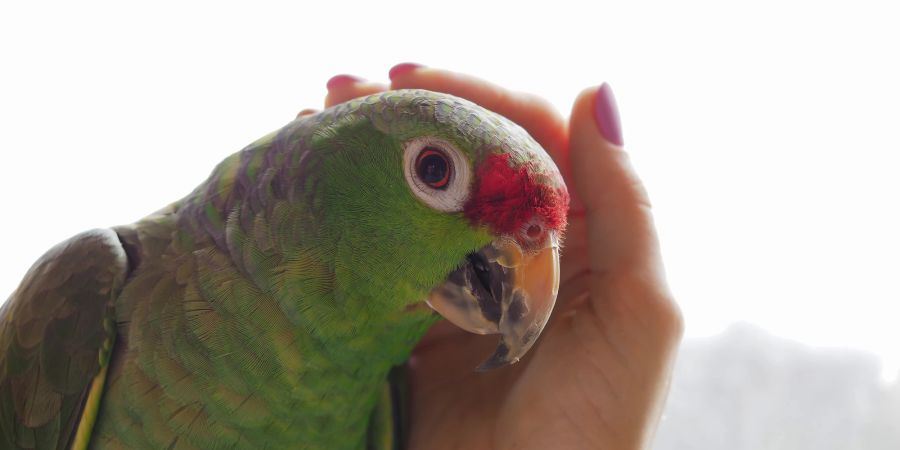 Ob Trennungsangst oder bei einer Verirrung: Es gibt viele Gründe, warum Papageie schreien.